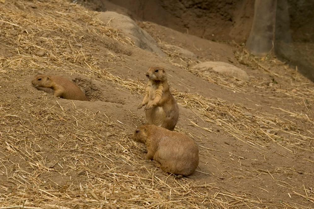 Prarie Dogs - 5